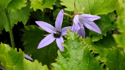 beautiful flowers in the garden © MARIA