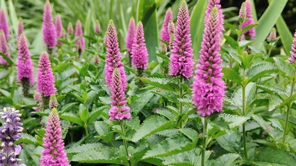 beautiful flowers in the garden © MARIA