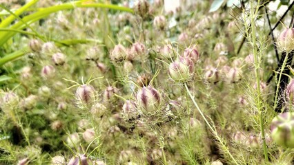 beautiful flowers in the garden © MARIA – Nature