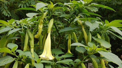 green leaves of a plant in the garden