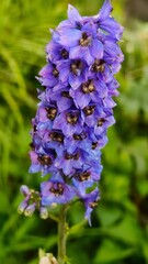 Obraz premium blue flowers in the garden