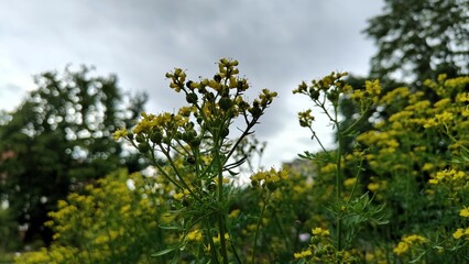 yellow flowers in the garden