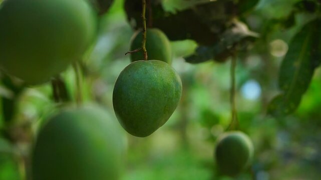 Green keitt mango fruit hanging on tree