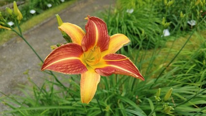 red flower in the garden © MARIA
