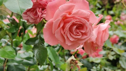 beautiful pink roses in the garden