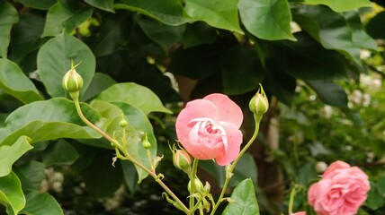 beautiful pink roses in the garden