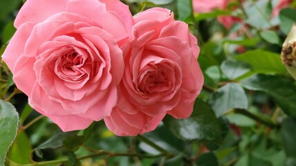 beautiful pink roses in the garden