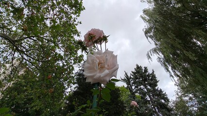 beautiful flowers in the garden