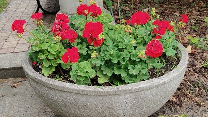 red flower in the garden