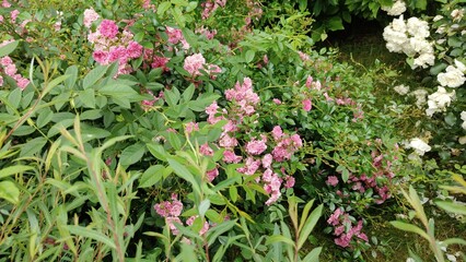 beautiful flowers in the garden