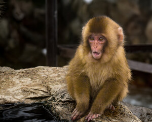 地獄谷の子ザル