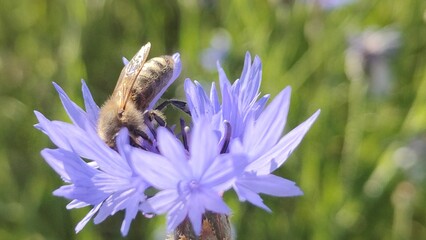 beautiful flowers in the garden