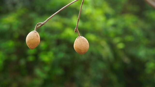 Sapodilla Zapote with green bokeh background