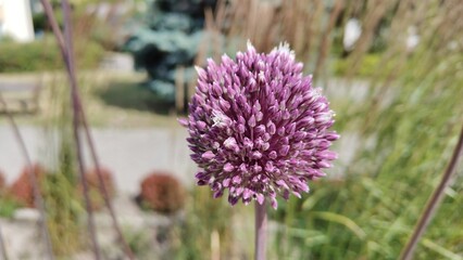 purple flowers in the garden