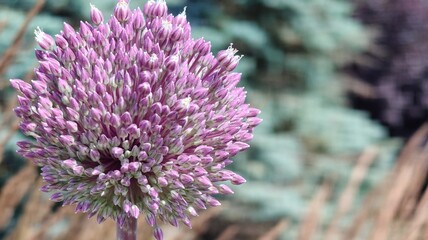 purple flowers in the garden