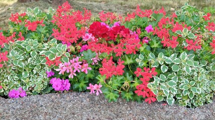 beautiful flowers in the garden