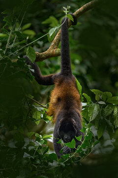Nature in Costa Rica, monkey. Black monkey Mantled Howler Monkey Alouatta palliata, nature habitat. Animal in Costa Rica, Braulio Carrillo national park. Animal hidden in the green tropical forest.