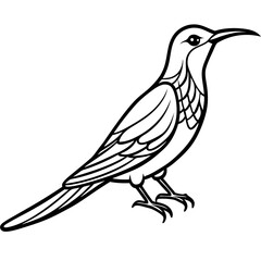 sketch of a bird