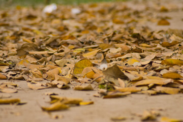 dried leaf on the ground