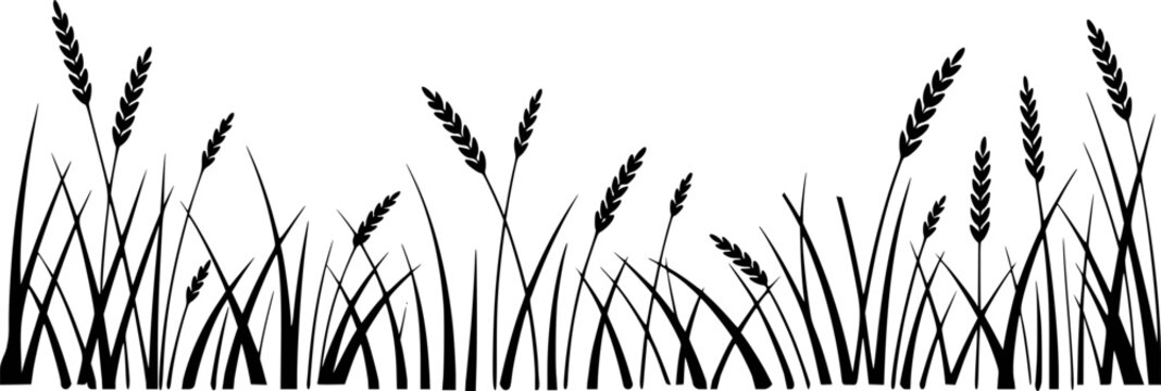 Silhouette of wheat field plants against a white background for natural design concepts