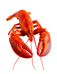 A single red lobster isolated on transparent background