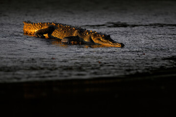 Crocodiles from river Tarcoles, Costa Rica. Dangerous animals in the mud river water bank. Sunset...