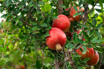 Red ripe pomegranate fruits grow on pomegranate tree in a garden