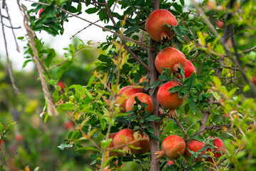 Red ripe pomegranate fruits grow on pomegranate tree in a garden