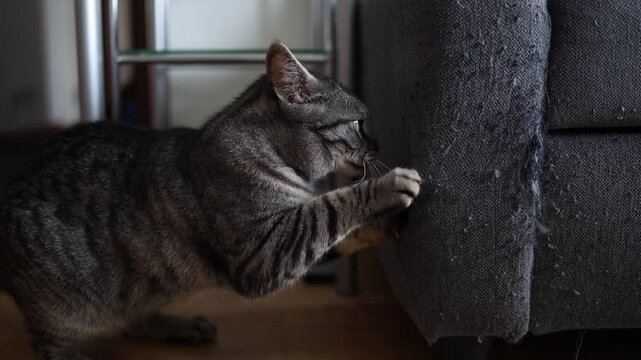 Pets damage furniture as curious cat claws worn sofa arm showing typical home behavior frustration and charm of living with indoor animals in everyday apartment life