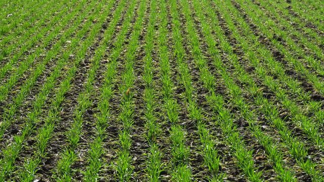 Lush green wheat plants thrive in well-maintained rows, showcasing their growth under the bright sun on a clear spring day in a rural setting