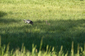 A crane family with young stands in a green field surrounded by tall grass.