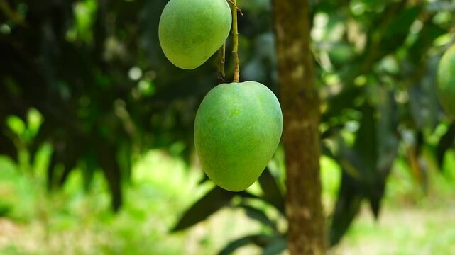 Mango fruit hanging on mango tree in the mango garden, Green big fresh mango swaying in the wind, Close up view of raw keitt mango fruits