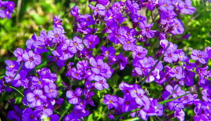 Fototapeta premium Blue flowers bloom in the botanical garden 