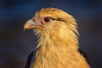 Bird portrait. Yellow-headed caracara, Milvago chimachima, bird fly above green vegetation....