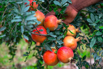 Red ripe pomegranate fruits grow on pomegranate tree in a garden, ready for harvest. Punica...