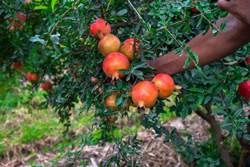Red ripe pomegranate fruits grow on pomegranate tree in a garden, ready for harvest. Punica...