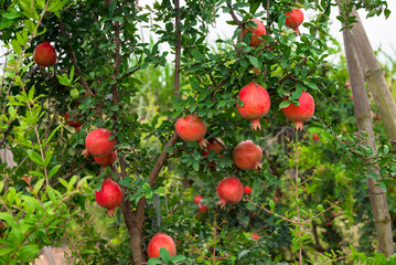 Red ripe pomegranate fruits grow on pomegranate tree in a garden, ready for harvest. Punica...