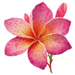 Vibrant Plumeria Bloom: Capturing the delicate beauty and rich hues of a single plumeria flower in stunning detail, a perfect depiction of nature's artistry. 