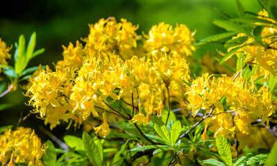 yellow rhododendron blooms in the Botanical garden
