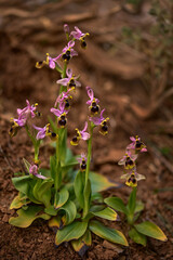 Ophrys tenthredinifera, Sawfly Orchid, Spili, Crete, Greece. Flowering European terrestrial orchid,...