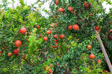 Red ripe pomegranate fruits grow on pomegranate tree in a garden, ready for harvest. Punica...