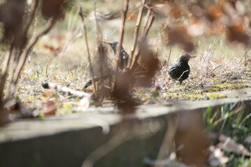 Two birds in the grass, partly hidden by leaves and branches, one quiet.