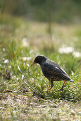 A starling stands among flowers in a sunlit meadow.