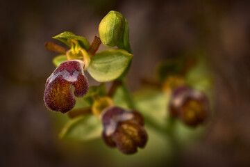Ophrys omegaifera, Omega Bee-orchid, Archanes, Crete, Greece. Flowering European terrestrial...