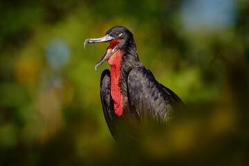 Costa Rica nature. Sea wildlife. Magnificent frigatebird, Fregata magnificens, flying bird in green...