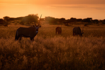Oryx with orange grass evening sunset. Gemsbock large antelope in nature habitat, Botswana wild...