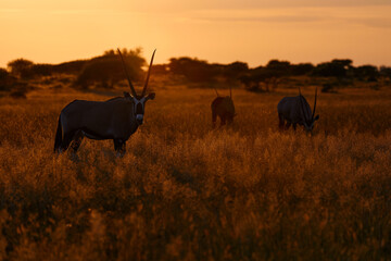 Central Kalahari wildlife. Beautiful iconic gemsbok antelope from Botswana, Africa. Oryx with...