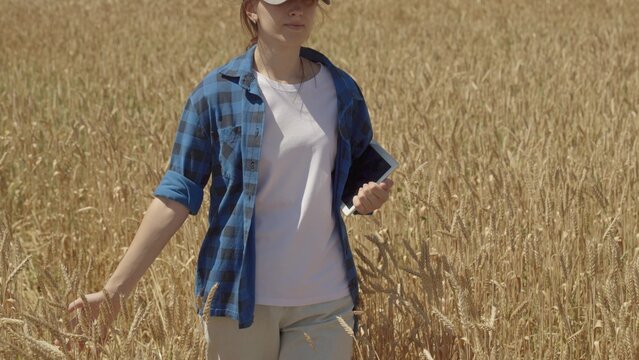 farmer works digital tablet field. work countryside. agronomist touches golden ears wheat with his hand. tablet app usage technology farming. smart farming concept. office worker young worker