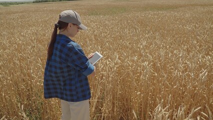young farmer works tablet field with wheat. farming concept. harvest wheat field. work agriculture....