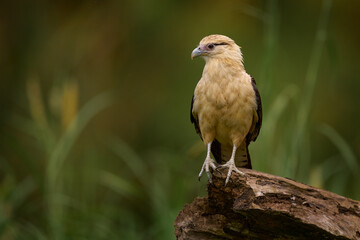 Yellow-headed caracara, Milvago chimachima, bird fly above green vegetation. Caracara flight in the nature habitat, Tarcoles, Carara NP, Costa Rica. Wildlife scene from nature.